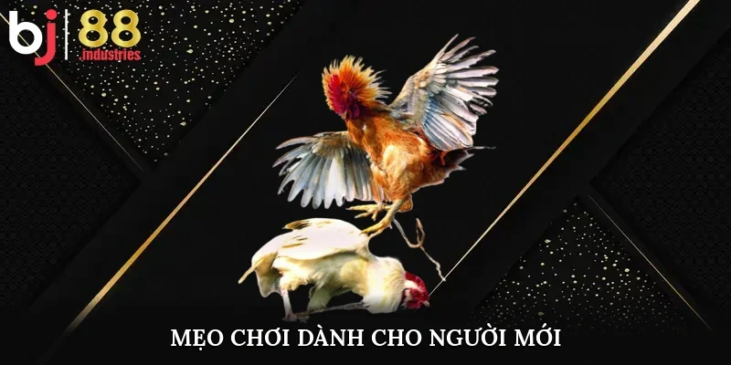 Mẹo chơi dành cho người mới