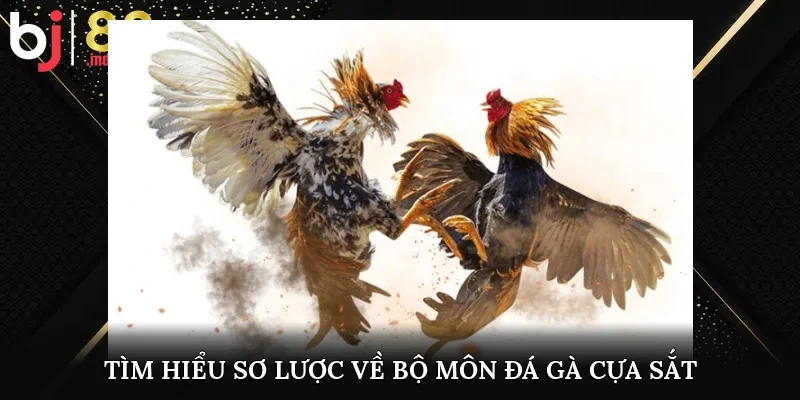 Tìm hiểu sơ lược về bộ môn đá gà cựa sắt